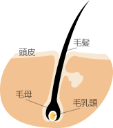 髪の毛のしくみ